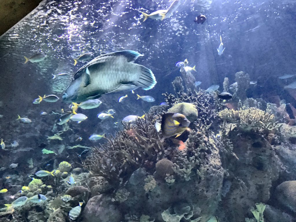 Oceanografico di Valencia